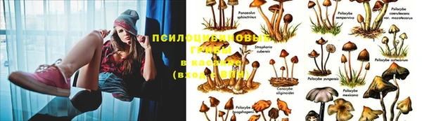 ПСИЛОЦИБИНОВЫЕ ГРИБЫ Баксан