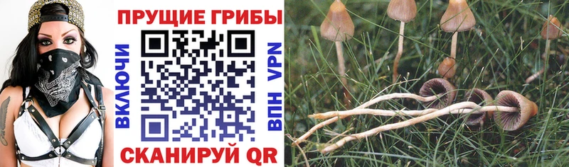 Галлюциногенные грибы MAGIC MUSHROOMS  Яхрома 
